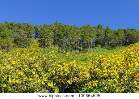 Blooming Mexican Sunflower On The Hill
