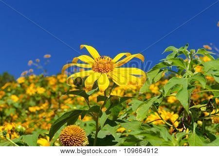 Blooming Mexican Sunflower