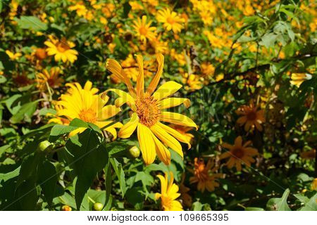 Blooming Mexican Sunflower