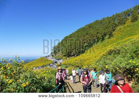 Tourist Travel To See Blooming Mexican Sunflower