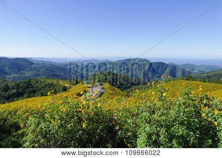 Tourist Travel To See Blooming Mexican Sunflower