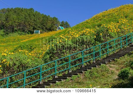 Blooming Mexican Sunflower On The Hill