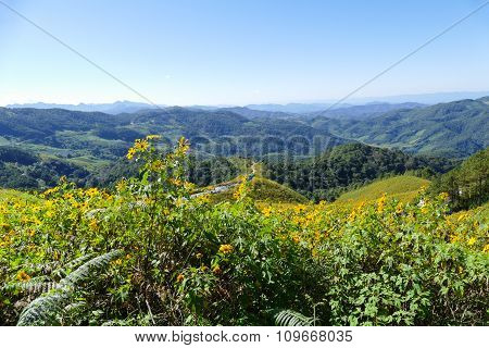 Blooming Mexican Sunflower On The Hill