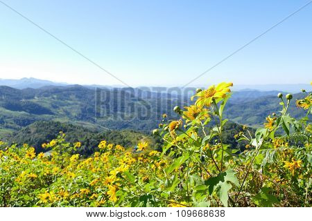 Blooming Mexican Sunflower On The Hill