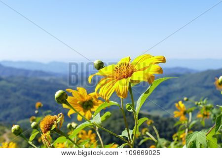 Blooming Mexican Sunflower On The Hill