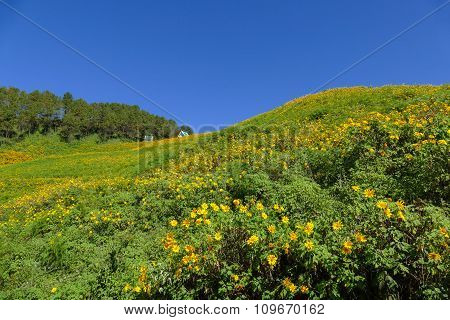 Blooming Mexican Sunflower On The Hill