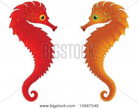 针对白海马