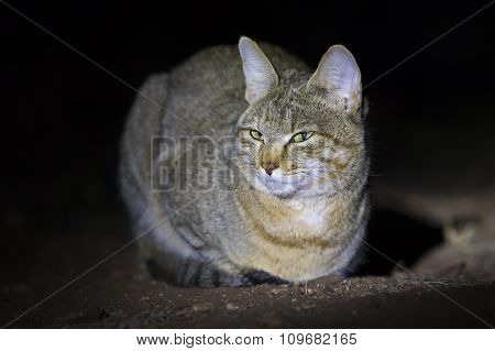 African Wild Cat Lying On The Ground In Spotlight