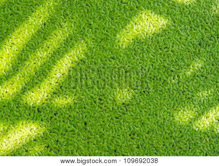 Ffloating Of Duckweeds With Shadow Of Tree.
