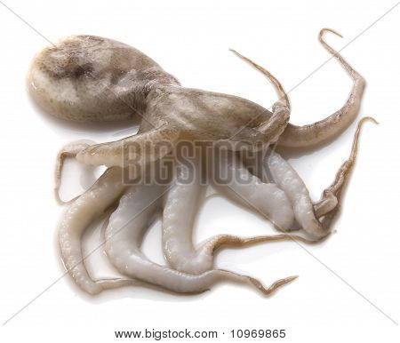 Bläckfisk