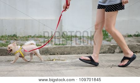 A Girl Walks Her Pomeranian Dog. The Happiness And Joy Of Her Pet.