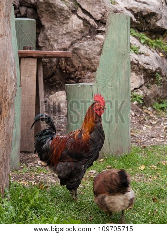 Rooster In Theth
