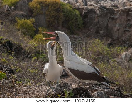 Pair Of Blue Footed Boobies