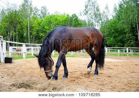 Beautiful Horse in a cage.