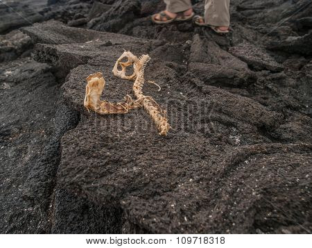 Iguana Skeleton