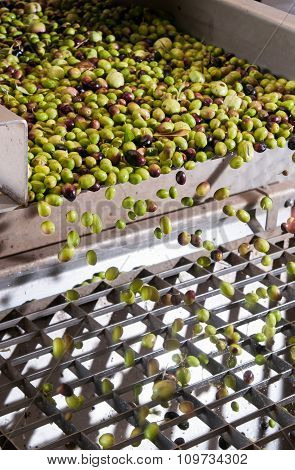 Olive cleaning