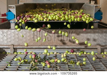 Olive cleaning
