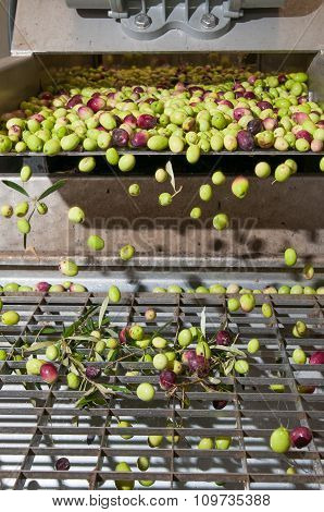 Olive cleaning