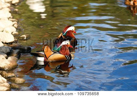 Mandarin duck.