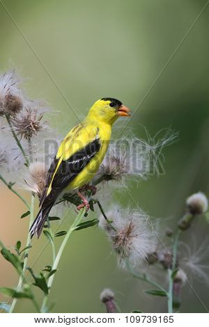 American Goldfinch (carduelis Tristis)