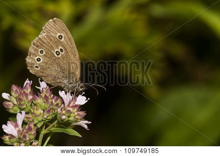 ringlet
