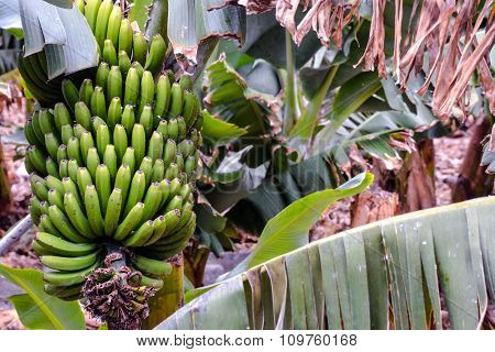 Bunch of Bananas