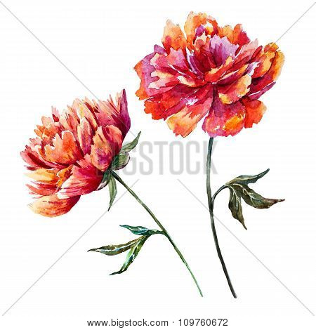 Watercolor raster peony