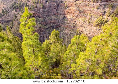 Pine Tree View
