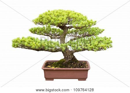 Bonsai Tree Of Five Needle Pine