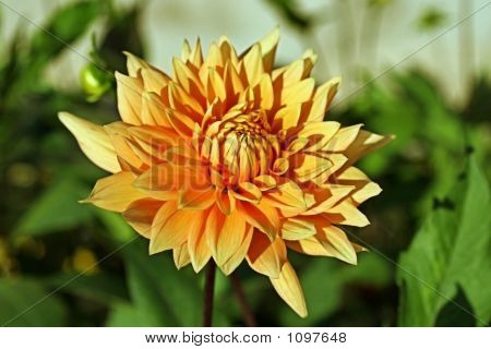 Oranžový Dahlia