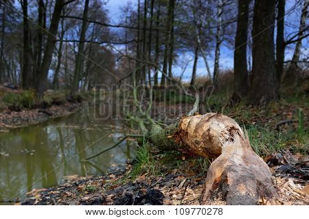 Tree Felled By Beavers On The River
