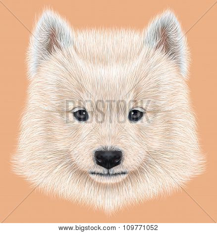 Illustrated Portrait of Samoyed dog.