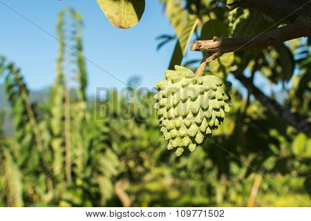 Suggar Apple tree, tropical fruit in Taiwan.