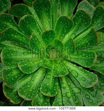 Rosette of aeonium with raindrops