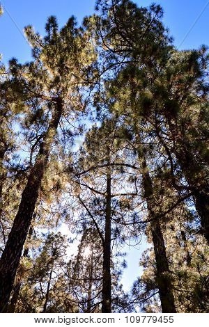 Pine Tree View
