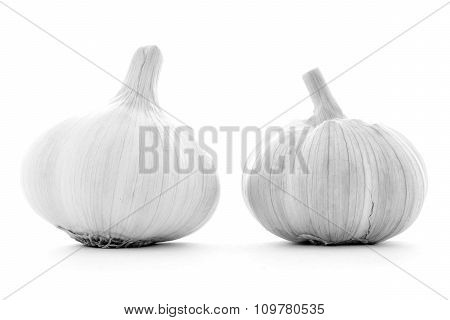 Two clean clear whole garlic bulbs isolated on white background