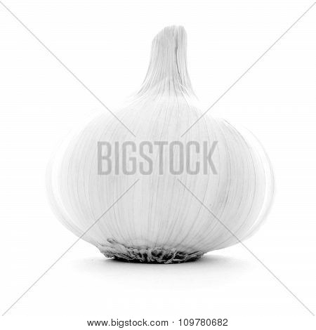 Clear clean single whole garlic bulb, healthy organic vegetable