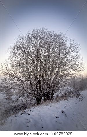 Naked Tree Covered With Snow