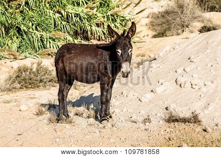 The domesticated donkey