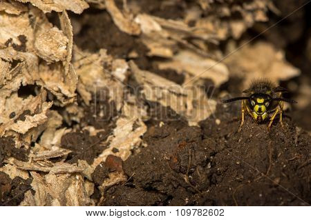 Common wasp (Vespula vulgaris) on guard by disturbed underground nest