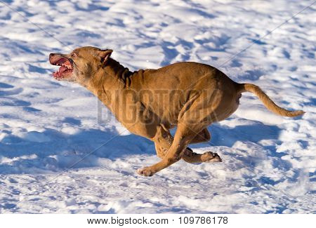 American Pit Bull Terrier Running In Snow