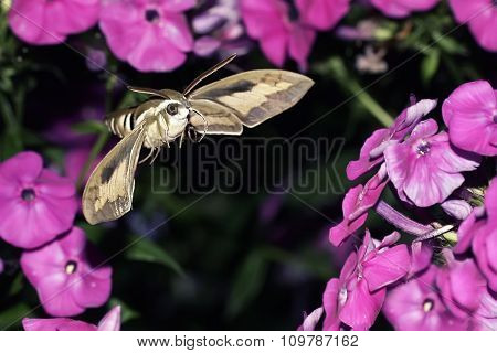 insect hawk moth hovering over the Phlox