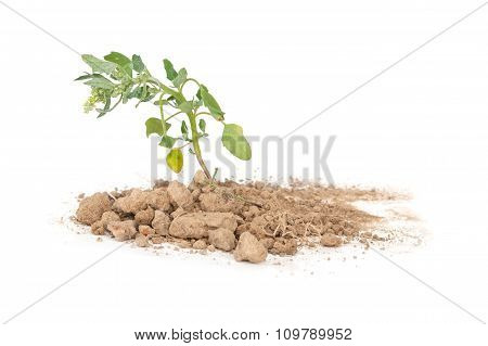 Chenopodium