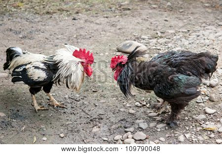 Fight Of Cocks