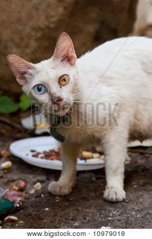 En vit katt med blå och gula ögon