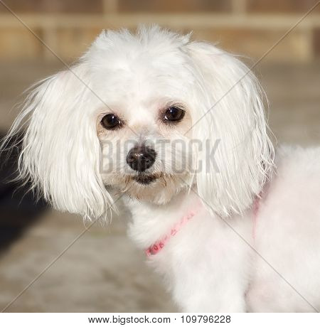 White Dog Portrait