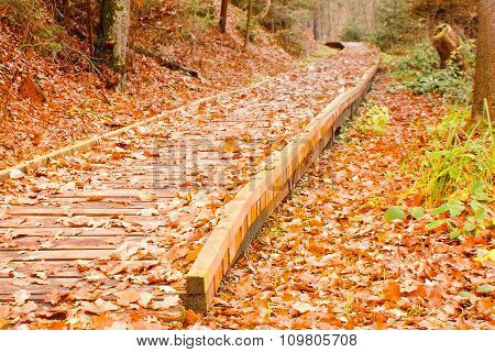 New Forest Wooden Footway