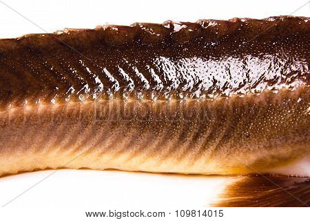 Close Up View Of The Sterlet Fish Isolated On White. Sterlet Is A Small Sturgeon.
