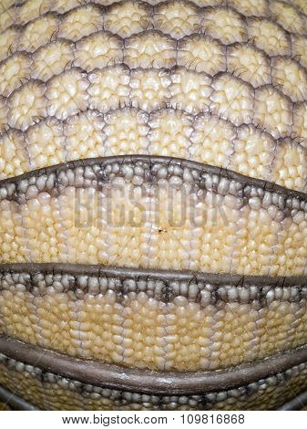 Armadillo Baby Shield