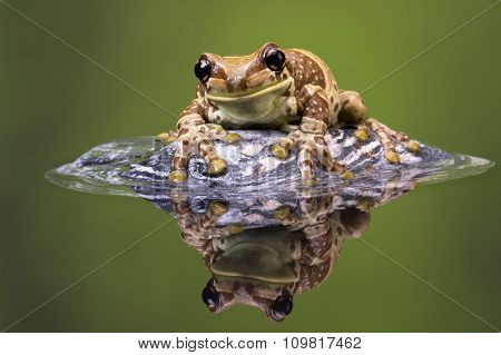 Amazon Milk Frog (Trachycephalus Resinifictrix)